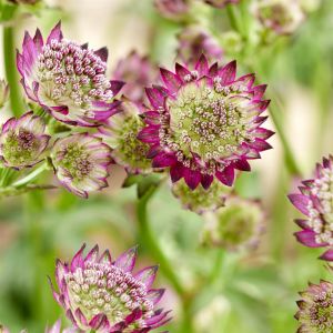 Astrantia major Moulin Rouge pot 9 cm