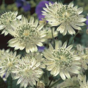 Astrantia major Snow Star pot 9 cm