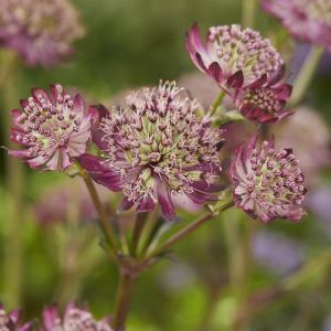 Astrantia major Star of Beauty pot 9 cm