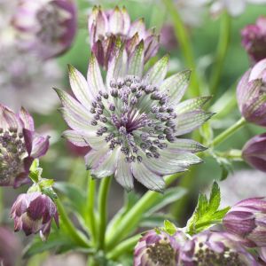 Astrantia major Super Star pot 9 cm