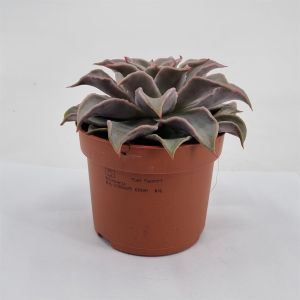 Echeveria maradiba pot 10.5 cm