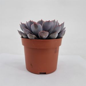 Echeveria Orion pot 10.5 cm