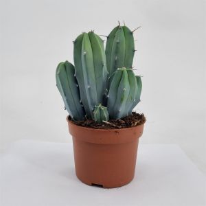 Myrtillocactus geometrizans pot 10.5 cm