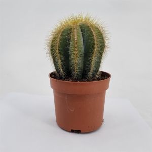 Notocactus magnificus pot 10.5 cm