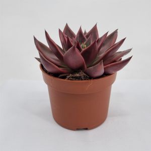 Echeveria antaris pot 10.5 cm