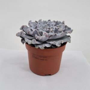 Echeveria crispy beauty pot 10.5 cm