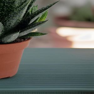 Gasteria d'due pot 10.5cm