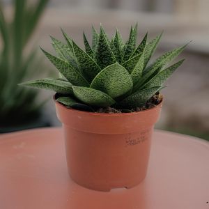 Gasteria d'tiga pot 10.5cm