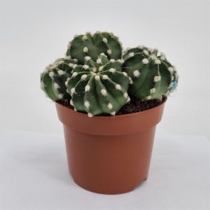 Echinopsis multiplex pot 12 cm