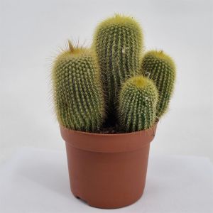 Eriocactus leninghausii pot 12 cm