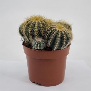 Notocactus magnificus pot 12 cm