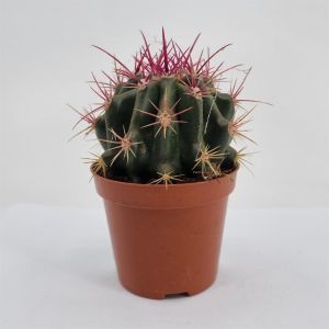 Ferocactus stainesii pot 8.5 cm