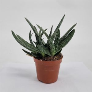 Gasteria Verrucosa pot 8.5cm