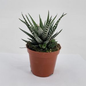 Haworthia fasciata big band pot  8.5 cm