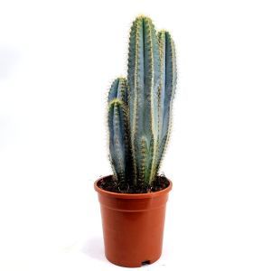 Cactus Pilosocereus azureus pot 17 cm
