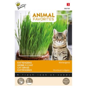 Herbe à chat 20 gr