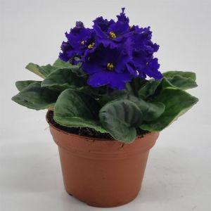 Saintpaulia bleu