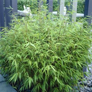 Bambou Fargesia Rufa