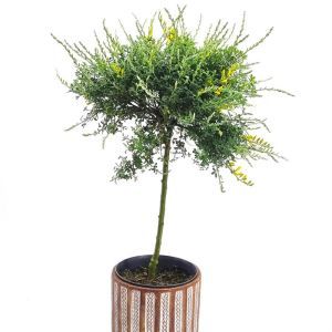 Standard Genista Bloeming dreams Tree 17 cm pot
