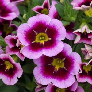 Calibrachoa Pink with Red Heart 10 cm