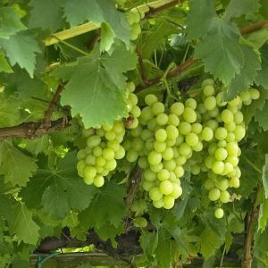 Vigne Vitis vinifera Excelsior 120 cm