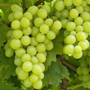 Vigne Vitis vinifera Lakemont pitloos 120 cm