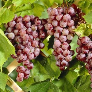 visi10341(voor SuffolkRed Rose)