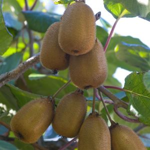 Kiwi - Actinidia deliciosa Matua 120 cm