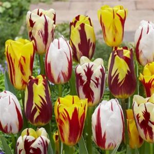 Tulipe triomphe Mixte Rainbow x 50
