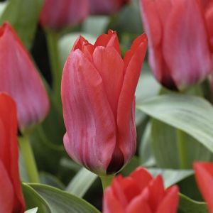 Tulip kaufmanniana Soraya 10/11 cm