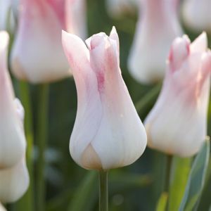 Tulip lily flowering Holland Chic 11/12 cm