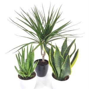 Plantes collection - Dracaena Purificatrices d'air