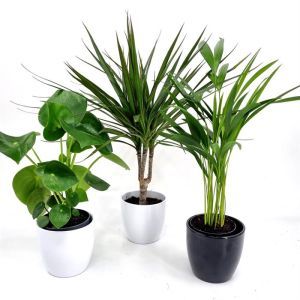 Plantes collection - Pilea Purificatrices d'air