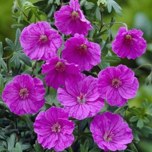 Géranium sanguineum Ankum's Pride
