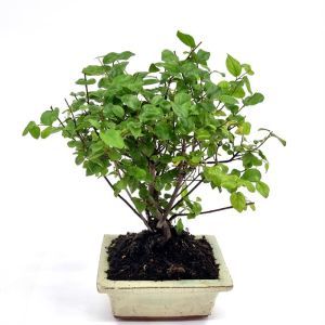 Bonsai Sageretia  pot 12 cm