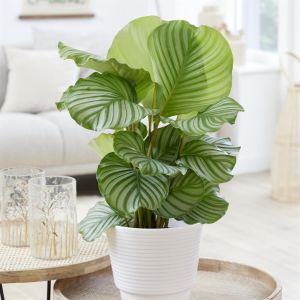 Calathea Orbifolia 14 cm pot