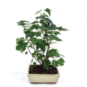 Bonsai Liquidambar