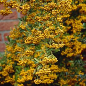 Pyracantha coccinea Golden Charmer Pot 19 cm