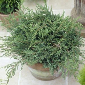 Juniperus Communis Repanda