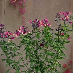 Salvia greiggii Mirage bicolore 15 cm