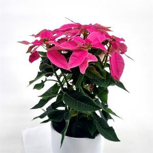 Euphorbia princetta rose Pot 12 cm