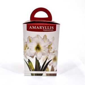 Amaryllis blanche coffret cadeau