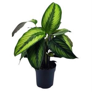 Calathea Beauty Star 12 cm