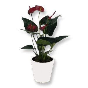 Anthurium Rouge 12 cm