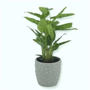 Calathea Leopardina 12 cm