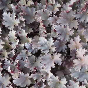 Heuchera Binoche 9 cm pot