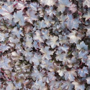 Heuchera Blackout 9 cm pot