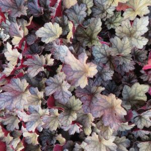 Heuchera Glitter 9 cm pot