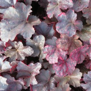 Heuchera Midnight Rose 9 cm pot