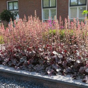 Heuchera Northern Exposure Silver 9 cm pot